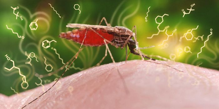 Malaria Changes the Way You Smell