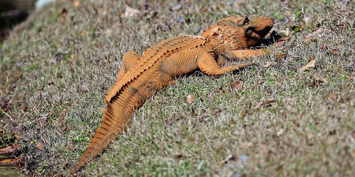 Where'd That Orange Alligator Come From?