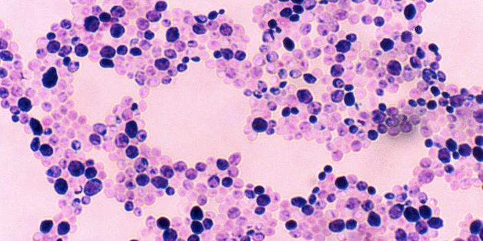 Fungal Infections Impair Brain Function in a Mouse Model