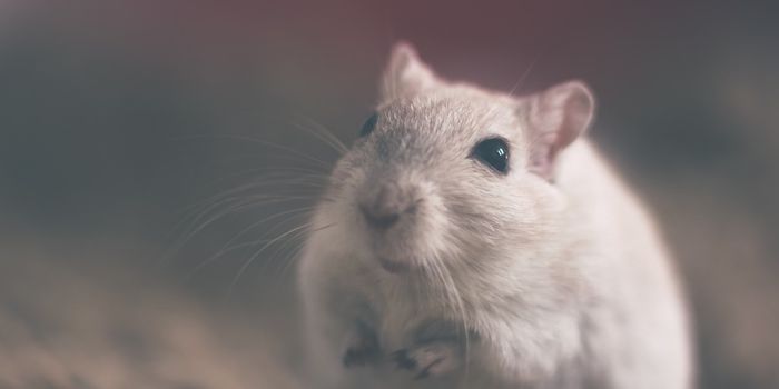 Rats May Not Like Hurting Other Rats