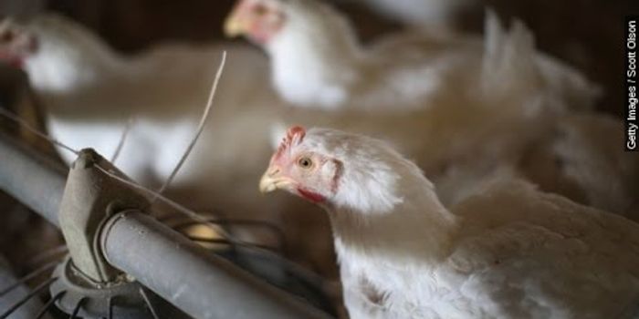 Avian Virus Rampage Worst in U.S. History