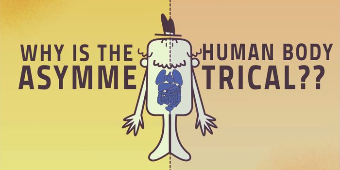 Why are we asymmetrical?