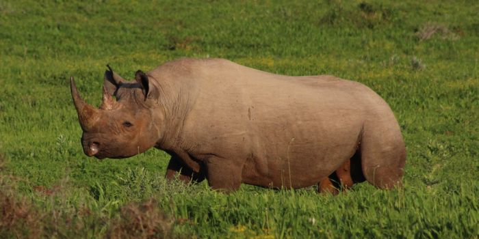 How the Global Wildlife Trade Harms Humans