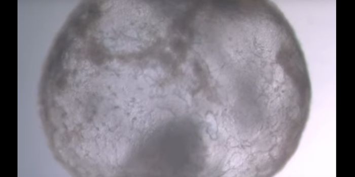 Researchers Create the First Synthetic Mouse Embryo