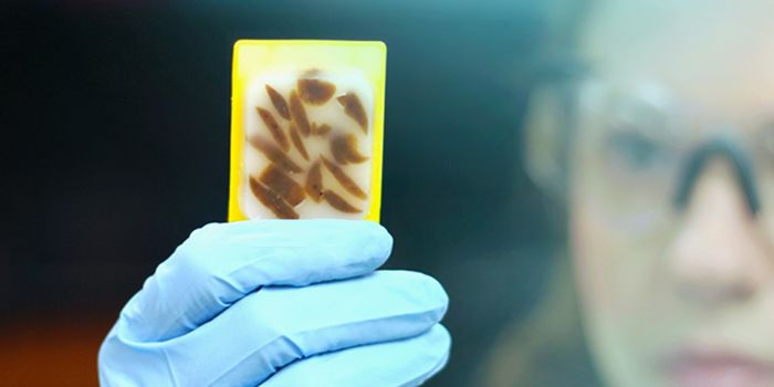 STR Genotyping for Human Sample Identification