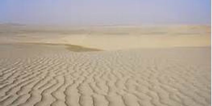 Agricultural Experiment Yields a Bountiful Harvest in the Deserts of Qatar