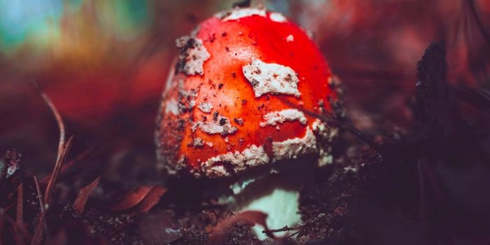 What Causes 'Good' and 'Bad' Trips in the Brain