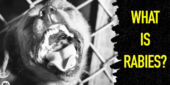 Here's What Would Happen if You Contracted Rabies