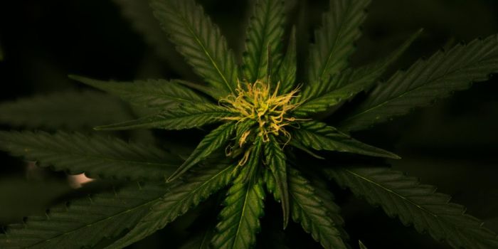 21% of Adults Aged 50+ Used Cannabis in the Last Year