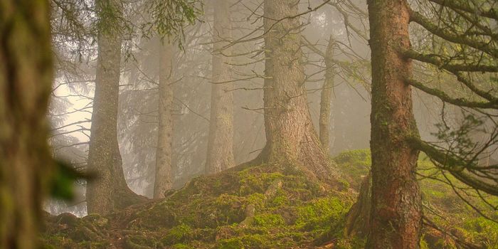Older Trees Show Increased Carbon Storage with Elevated CO2