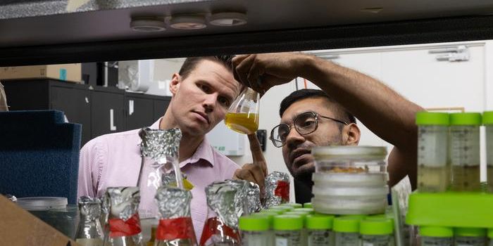 Looking to Nature for Bioinspired Material Innovation
