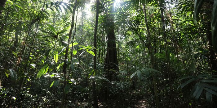 Carbon credit pricing needs to be higher to save forests
