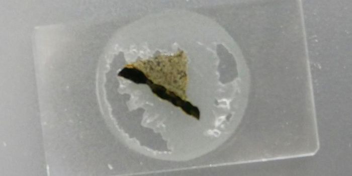 How Life Beneath the Sea Informs the Search for Life on Mars