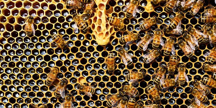 Vermont bans neonics to protect bees