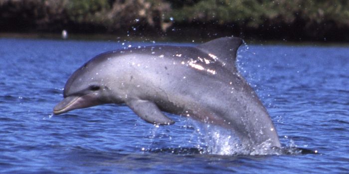 Alzheimer's Disease Identified in Dolphins