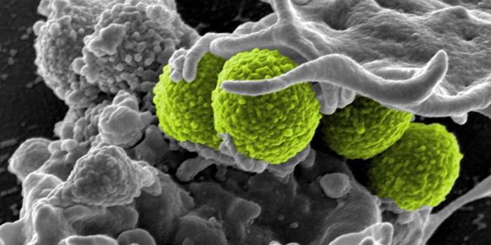 Long Before Antibacterial Drugs, MRSA Superbug Arose in Hedgehogs