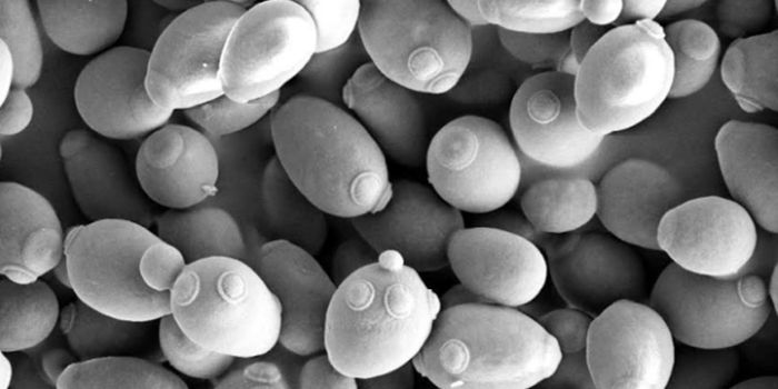 Yeast Can Trigger Bowel Inflammation