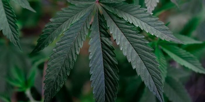 Legal Recreational Cannabis Reduces Prescription Drug Demand