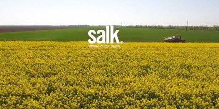 A Plant Gene can Help Fight Climate Change