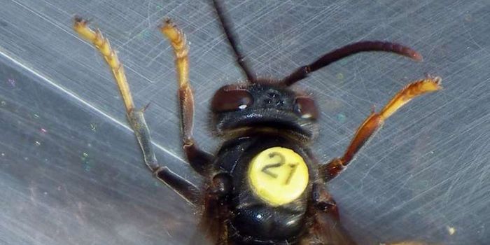 Radio Tracking Could Help Control Asian Hornet Populations in the UK