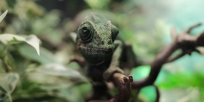 Scientists Rediscover "Lost" Chameleon Species in Madagascar
