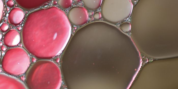Gut Bacteria & Acetate Combo Can Cut Fat & Retain Muscle