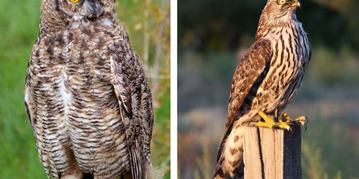 Biologist Discovers Interspecies Mimicry Of Alarm Calls