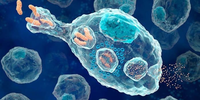 New Role for Macrophages During "Molecular Housekeeping"