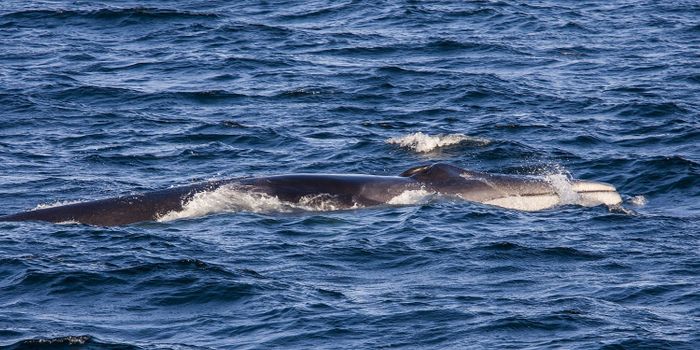 A Gulf of California-Centric Fin Whale Population Stays There Year-Round