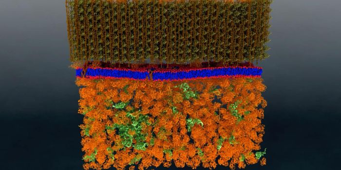 Neutrons Enable Nanoscale-level View of a Live Cell Membrane
