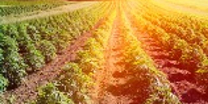 Why Hemp Is Used to Make Clothing