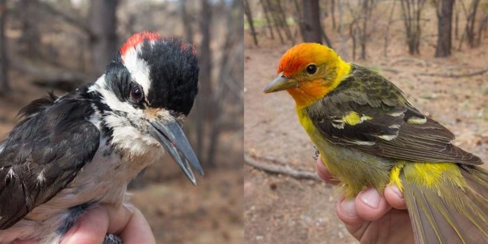 Researchers Observe Unexplained Bird Decline in Northern New Mexico