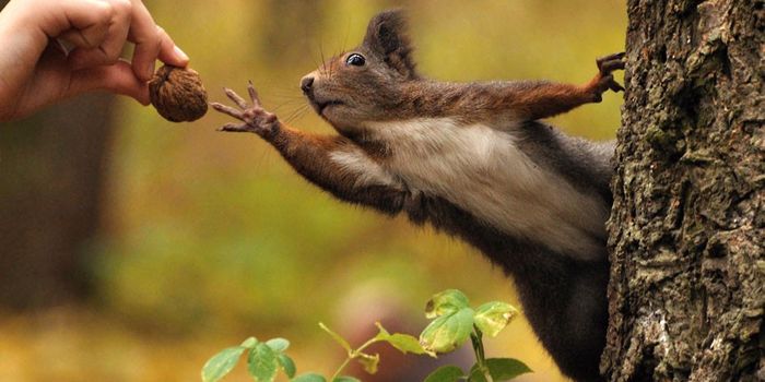 A Red Squirrel From The Czech Republic
