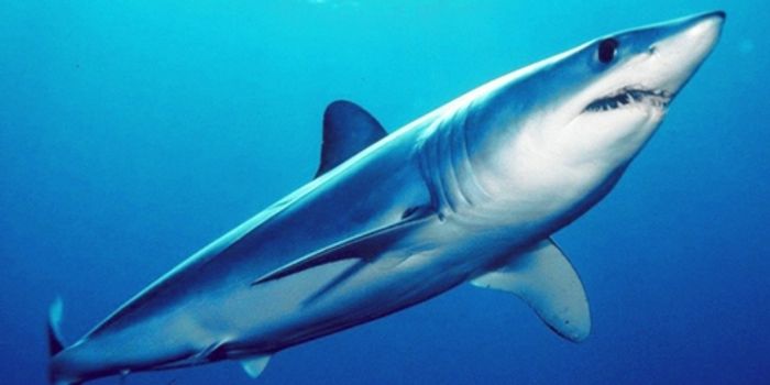 Current Fishing Trends of the Shortfin Mako Shark Are Unsustainable