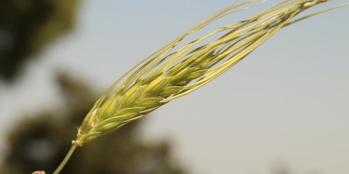 Characterizing the Evolution of Wheat
