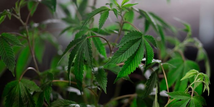 New Discovery in Hemp Fiber Extraction Technology