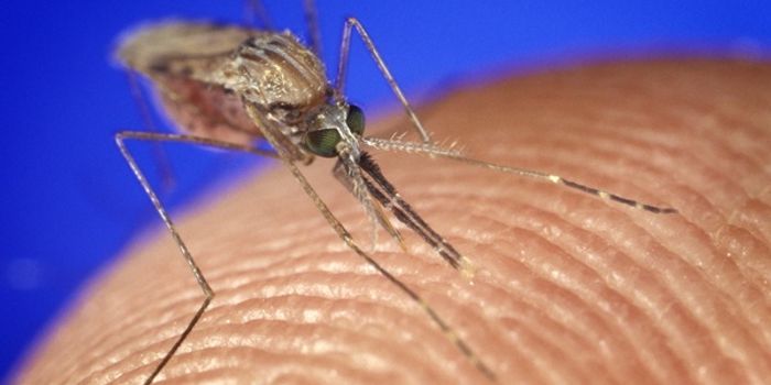 Mosquito Genetics Determine Their Preference to Bite You