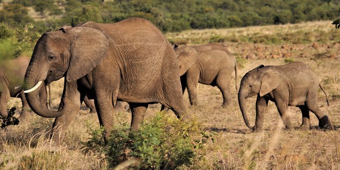 Studying Elephants' Facial Motor Skills Reveals Insights into Trunk Dexterity
