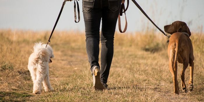 The Genetic Reasons for Human-Dog Companionship