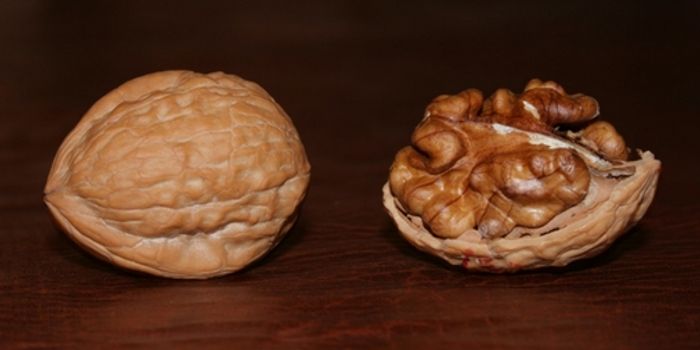 What Walnuts Can Do For Colon Cancer