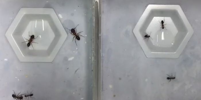 An Epigenetic Switch Changes Warrior Ants Into Foragers