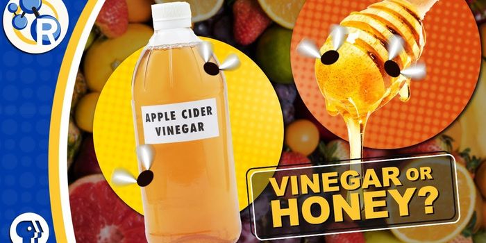 Why Are Fruit Flies Attracted to Rotting Fruit Smell?