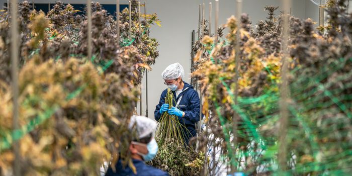 How Magnesium Levels Affect Cannabis Cultivation