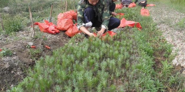 To restore China's rural forests, pay rural communities for biodiversity efforts