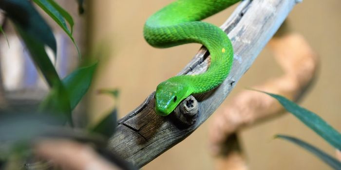 Scorpion-derived Proteins Deliver Arthritis Treatment