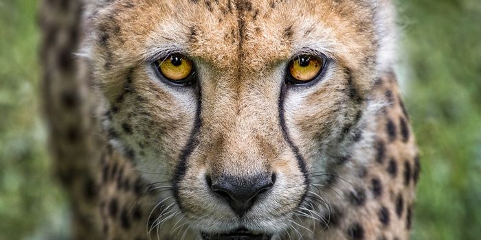 Cheetahs - Vulnerable or Endangered?