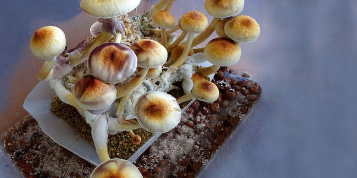 Researchers Re-classify the 'Magic Mushroom' Drug