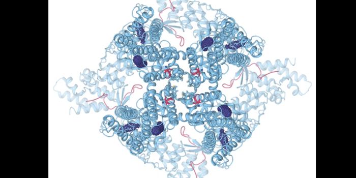 Temperature Sensing Molecule is Observed in Detail