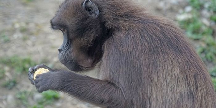 In Primates, Diet Could be the Key to Brain Growth