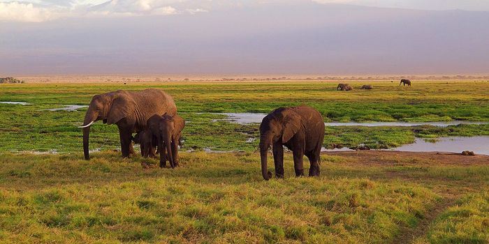 The World is Failing to Save Biodiversity